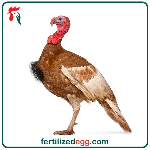 تخم نطفه دار بوقلمون بوربون قهوه ای 